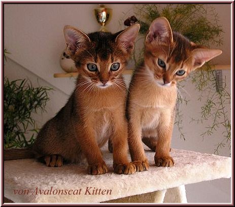 Kitten Wurf1